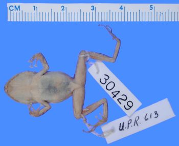 Media type: image; Herpetology A-30429